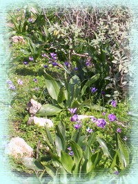 Cretan Flowers