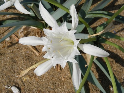 Flora: beautiful white flower