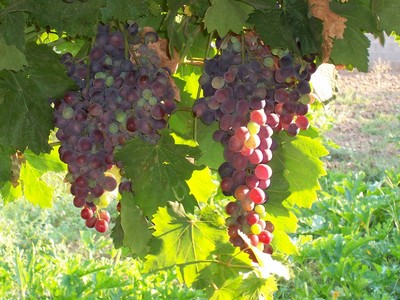 Bunches of grapes hanging from vines in the sun