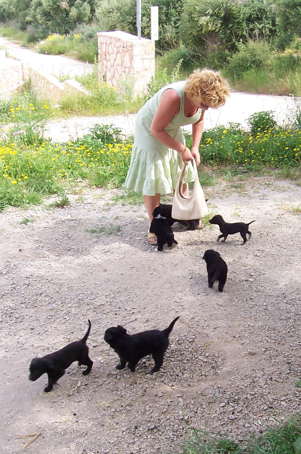 Alison in her favourite light green dress interacting with several small black puppies on a gravel path surrounded by greenery and wildflowers. Alison in her favourite light green dress interacting with several small black puppies on a gravel path surrounded by greenery and wildflowers.