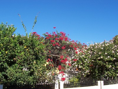 A lush Mediterranean garden in Almyrida, Crete, featuring vibrant bougainvillea, jasmine, and other greenery against a clear blue sky.