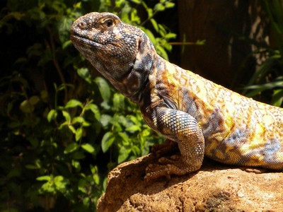 A close-up of a vibrant lizard basking on a rock at Aquaworld Crete, with intricate scales in shades of yellow, blue, and brown. The background features lush green foliage, adding to the natural and exotic setting.