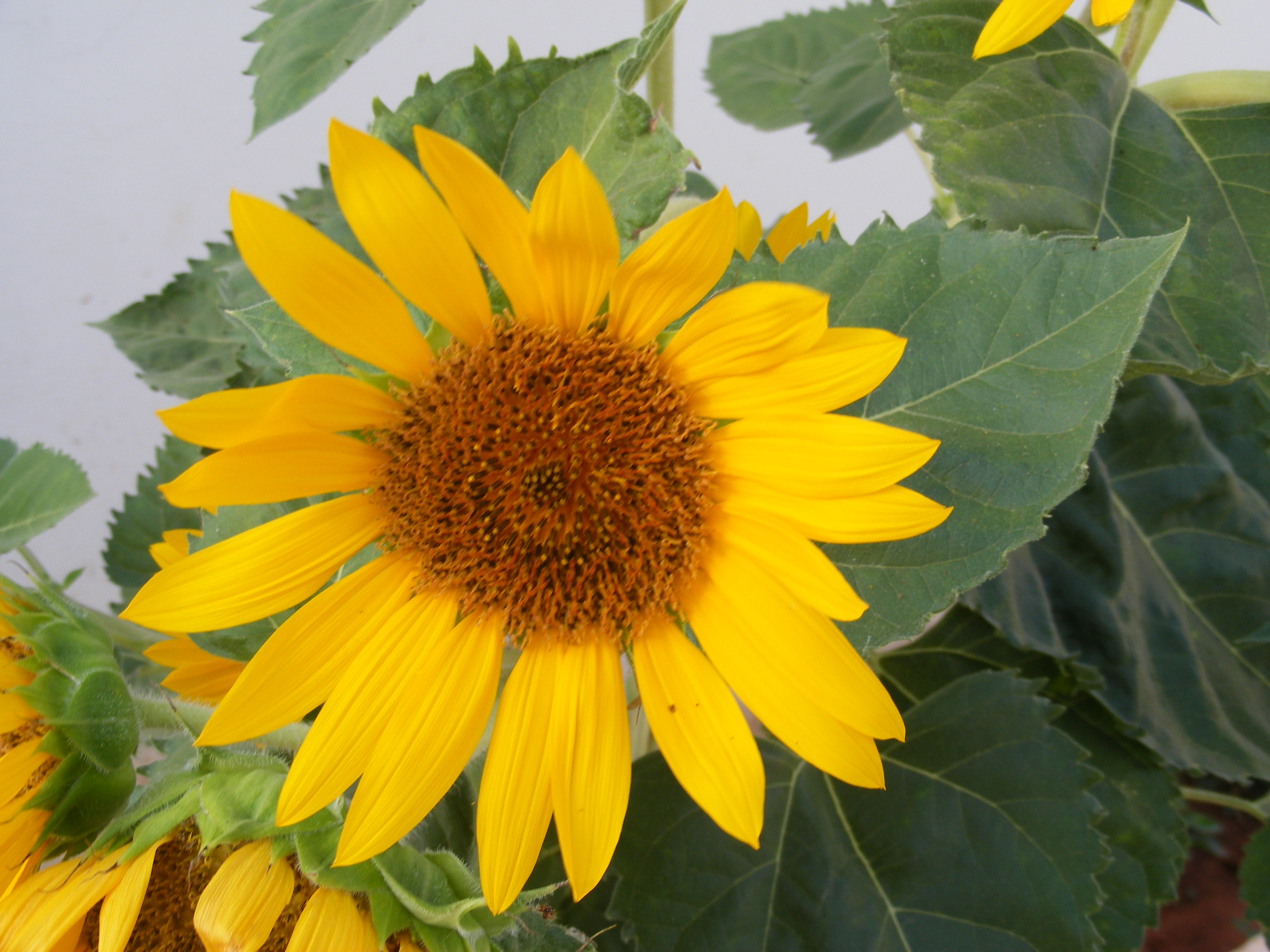 Close-up of a vibrant yellow sunflower with lush green leaves, captured in the sunny landscape of Crete. Close-up of a vibrant yellow sunflower with lush green leaves, captured in the sunny landscape of Crete.