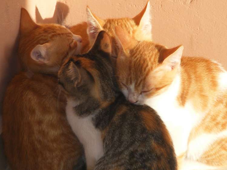 cats-in-crete-1 cats-in-crete-1