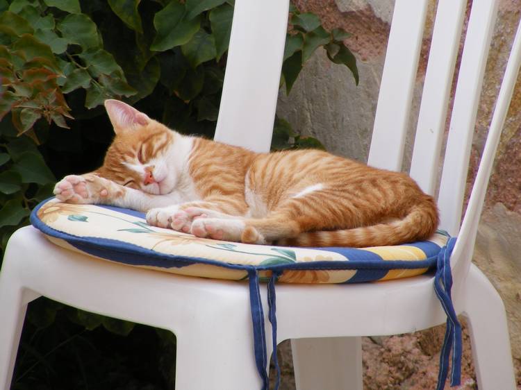 A ginger and white cat peacefully napping on a cushioned plastic chair in a sunlit Cretan courtyard, enjoying the warm Mediterranean climate. A ginger and white cat peacefully napping on a cushioned plastic chair in a sunlit Cretan courtyard, enjoying the warm Mediterranean climate.