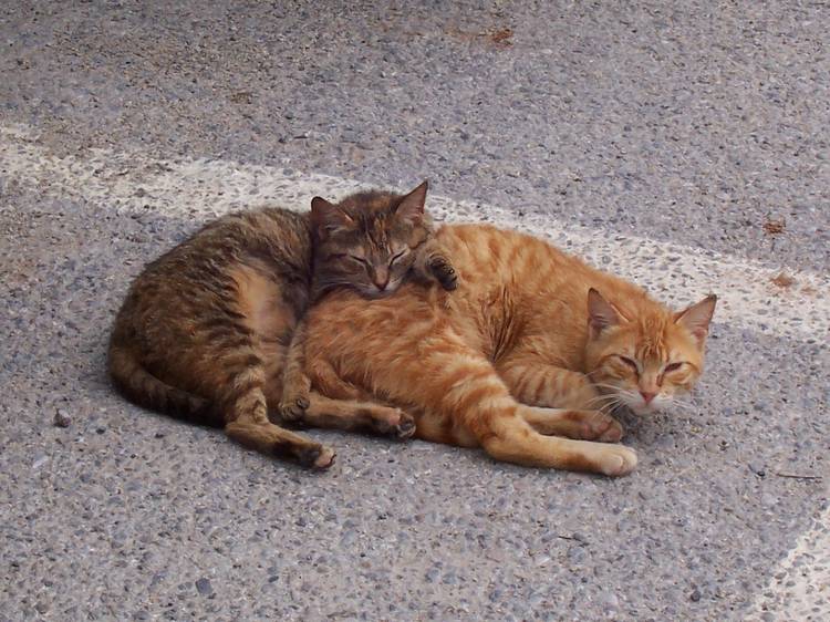 cats-in-crete-4