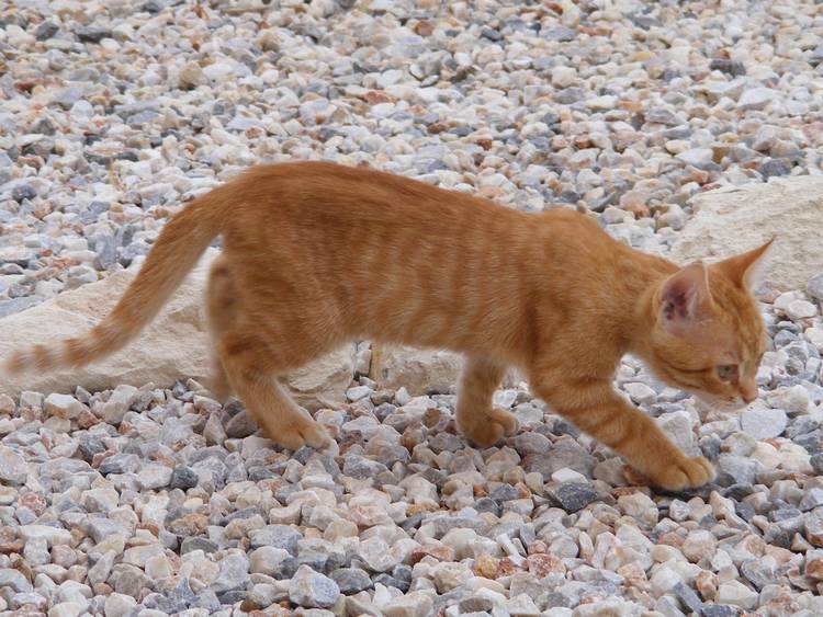 A young ginger cat prowling over a bed of white and grey pebbles in Crete, appearing curious and alert in its sunlit surroundings. A young ginger cat prowling over a bed of white and grey pebbles in Crete, appearing curious and alert in its sunlit surroundings.