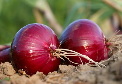 Two freshly harvested red onions with their roots still attached, resting on rich soil in a sunlit field. Their deep purple-red skins glisten under natural light, showcasing their vibrant color and freshness.
