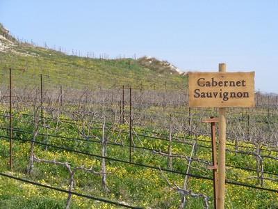 A vineyard in Crete featuring a wooden sign labeled 'Cabernet Sauvignon,' with rows of grapevines against a backdrop of hills and wildflowers. A vineyard in Crete featuring a wooden sign labeled 'Cabernet Sauvignon,' with rows of grapevines against a backdrop of hills and wildflowers.