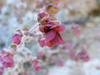 Close-up of a pink Dittany flower, a native herb of Crete, showcasing its delicate petals and soft texture. Close-up of a pink Dittany flower, a native herb of Crete, showcasing its delicate petals and soft texture.