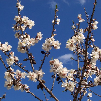 Delicate white almond blossoms in full bloom against a vibrant blue sky, showcasing Crete's beautiful spring flora.