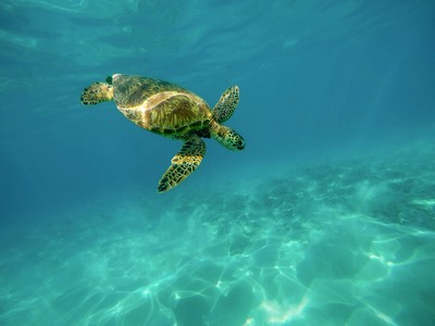Sea turtle swimming gracefully in the clear turquoise waters, showcasing the vibrant marine life of Crete. Sea turtle swimming gracefully in the clear turquoise waters, showcasing the vibrant marine life of Crete.