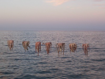 Octopuses hanging on a line above the calm sea at sunset, a traditional preparation method in coastal regions. Octopuses hanging on a line above the calm sea at sunset, a traditional preparation method in coastal regions.