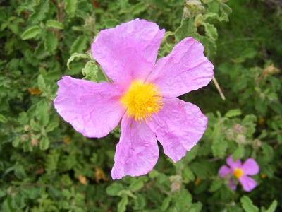 Close-up of a vibrant pink Cistus flower with a bright yellow center, surrounded by lush green foliage in Crete. Close-up of a vibrant pink Cistus flower with a bright yellow center, surrounded by lush green foliage in Crete.