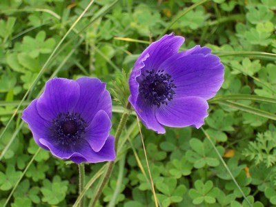 A close-up of two vibrant purple anemone flowers in full bloom, set against a lush green background of clover and grass. The delicate petals and dark centers contrast beautifully with the surrounding foliage. A close-up of two vibrant purple anemone flowers in full bloom, set against a lush green background of clover and grass. The delicate petals and dark centers contrast beautifully with the surrounding foliage.