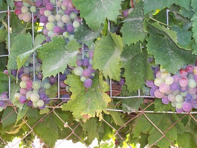 Clusters of ripening grapes hanging from a vine in Crete, with lush green leaves and a wire fence in the foreground, showcasing the fruit used in traditional Cretan Raki production. Clusters of ripening grapes hanging from a vine in Crete, with lush green leaves and a wire fence in the foreground, showcasing the fruit used in traditional Cretan Raki production.