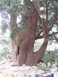 Large, ancient tree with a thick trunk and sprawling branches, situated on a rocky outcrop with a bench nearby, surrounded by lush greenery.