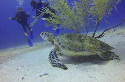 Underwater suba divers and trutle
