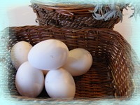 white eggs
