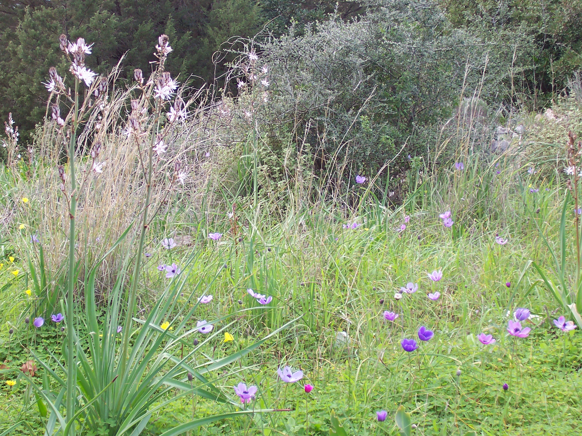 A vibrant meadow adorned with wild anemones and other colorful blossoms, surrounded by lush greenery and shrubs. A vibrant meadow adorned with wild anemones and other colorful blossoms, surrounded by lush greenery and shrubs.