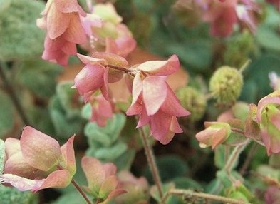 Dittany of Crete flowers Dittany of Crete flowers