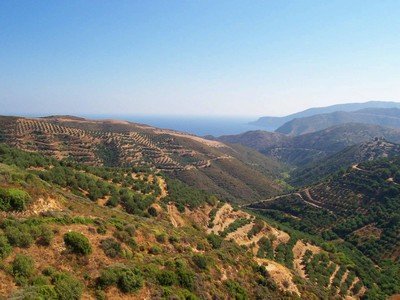 Olive grove on Cretan hillside
