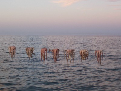 Culture: a string of squid drying in the sun