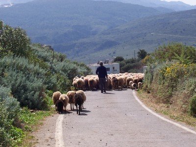 Country Lanes: sheepblocking road with shepherd