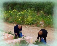 Picking Horta (Crete Wild Greens)