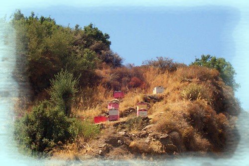 Crete Honey Bee Hives