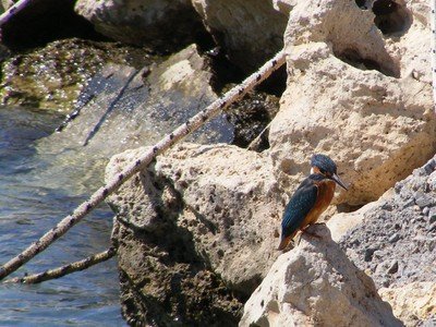 Birdlife: a Kingfisher on a rock, Kalyves Harbour